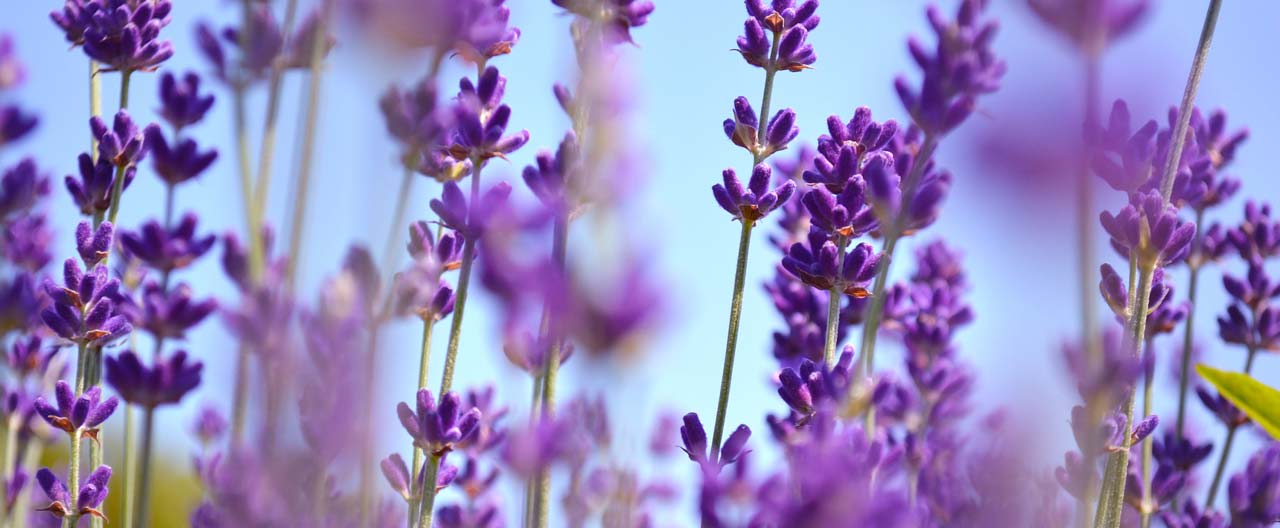 Carkin lavender essential oil