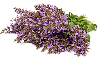 Glary Sage Plant extract essential oil