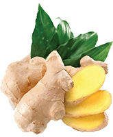 ginger plant essential oil