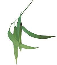 lemon eucalyptus plant essential oil