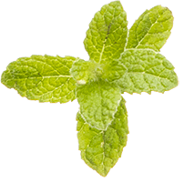 Peppermint plant essential oil