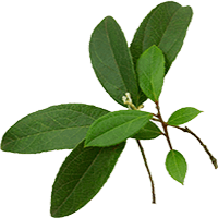 Wintergreen plant essential oil