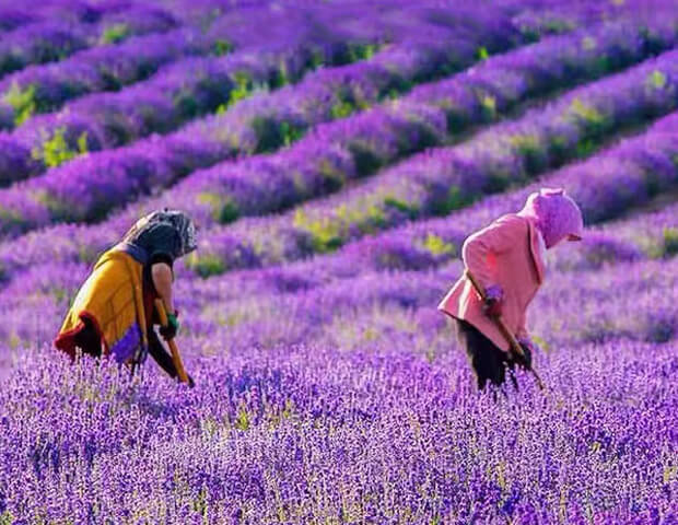 Essential Olis Company-Two workers planting lavender
